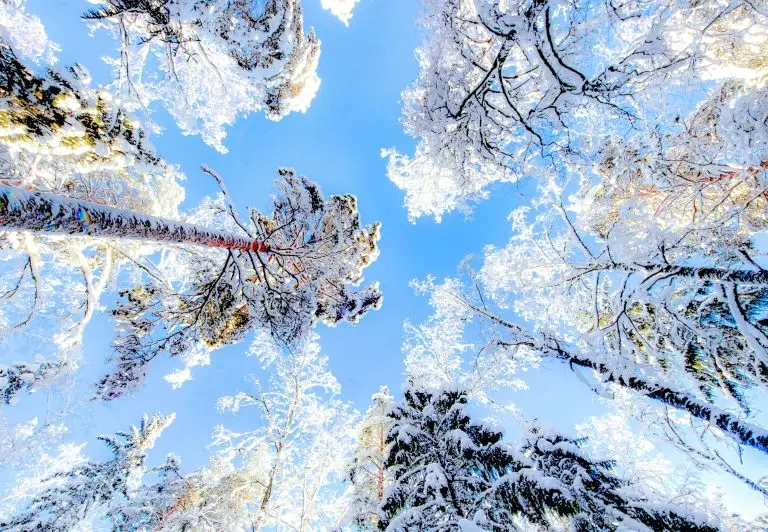 looking upwards through snow covered trees to a blue sky