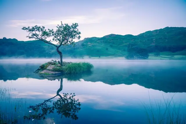 tree on small island, in a lake landscape