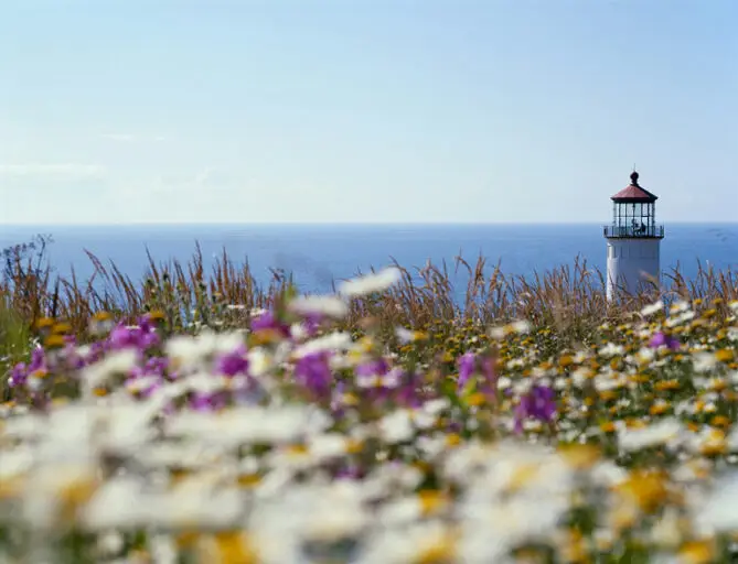 light house and a filed of wild flowers
