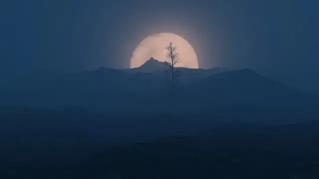 tree silhouetted against a moon